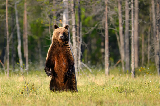 Wild brown bear ( Ursus arctos )
