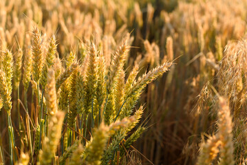 Golden wheat field close-up in sunlight during summer harvest season