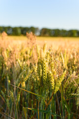 Golden wheat field close-up in sunlight during summer harvest season