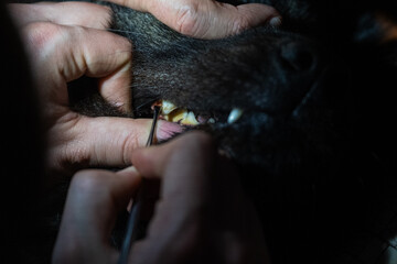 Professional Veterinary Dental Cleaning Procedure on Dog Teeth (Close-Up)