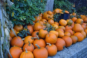 Obraz premium Pumpkin harvest at the autumn market.