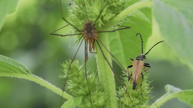 Video of a beetle (Stictoleptura rubra) fluttering on a plant in the wind and a spider (Phalangium opilio) next to it