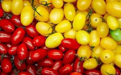 Colorful of fresh organic red tomatoes (SOLARINO) and yellow tomatoes (BLENNY), Producer of bio food, tomatoes for sell to local market.Species of food eaten,agriculture,close up. Top view.
