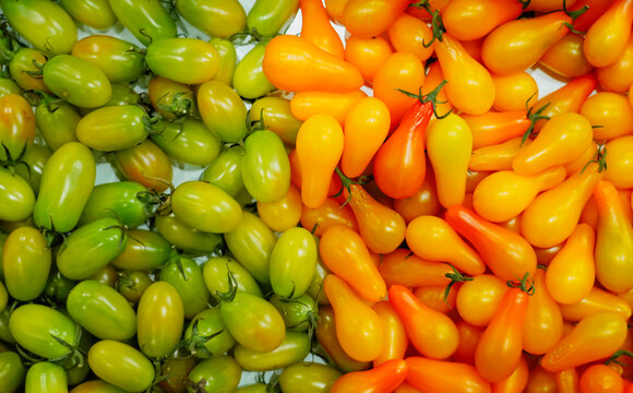 Colorful of fresh organic green tomatoes GOURAMI and yellow tomatoes OPERINO Producer of bio food, Harvesting tomatoes for sell to local market.Species of food eaten,agriculture,close up. Top view.