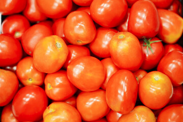 Fresh organic red tomatoes, Producer of bio food, Species of food eaten,agriculture,close...