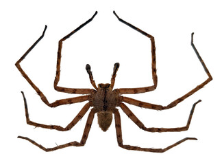 A long legged spider is displayed isolated against a white background. Its spindly legs and hairy body create a frightening appearance, highlighting its predatory nature and unique anatomy.