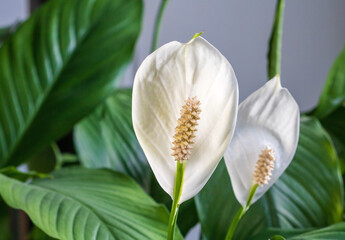 Fototapeta premium Close-up of a beautiful white flower from a spathiphyllum houseplant