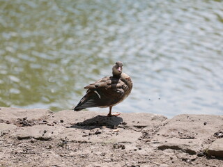 Female mandarin duck stands on rocky shore by water. Copyspace