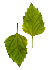 Two green leaves with serrated edges are isolated against a white background.