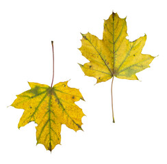 Isolated maple leaves on white background – autumn collection of yellow and green leaves
