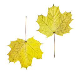 Isolated maple leaves on white background – autumn collection of yellow and green leaves