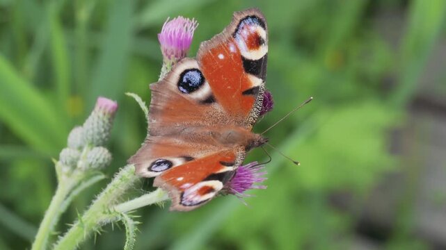 A butterfly (Inachis io) drinks sweet nectar from a purple thistle flower