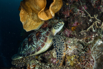 Underwater Scene with Sea Turtle and Coral Reef
