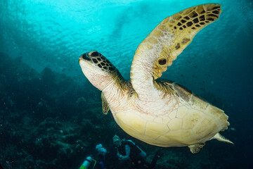 Underwater Encounter with a Sea Turtle