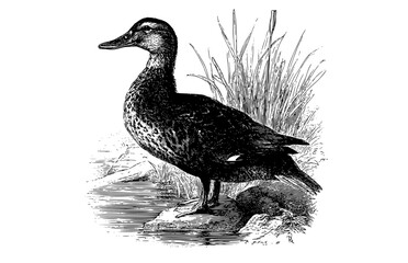 a black and white drawing of a female mallard duck standing on a rock by the waterbird, black, drawing, duck, grass, illustration, log, mallard duck, pond, reed, stand, stone, water, white 