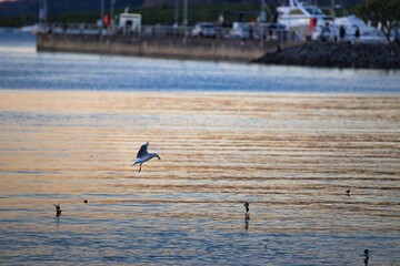 Naklejka premium A lone dolphin leaps gracefully over the shimmering waters of a harbor, silhouetted against the vibrant sunset.