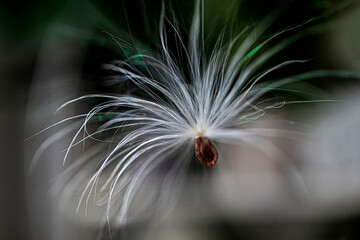 Single silky milkweed seed floating in air
Single silky milkweed seed floating in the air with a blurred natural background.
