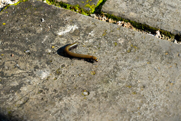 A yellow and brown striped millipede crawls across a rough, sunlit stone pavement. The clear shadow highlights the insect and the rough texture of the ground, showing wildlife detail.
