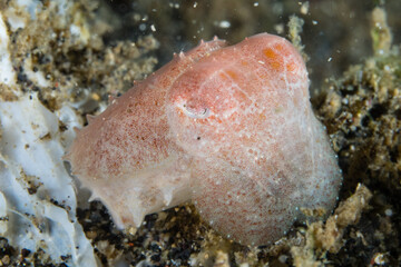 Camouflaged Octopus on the Ocean Floor
