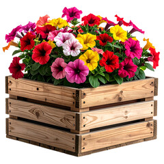 Fototapeta premium A wooden crate overflows with a vibrant mix of colorful, petunia flowers