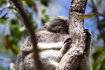Cuddly koala bear peacefully napping on a tree trunk amid lush foliage. © paws and prints