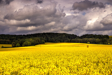 Obraz premium Leuchtend gelbes Rapsfeld in voller Blüte bei Dresden, Sachsen, Deutschland. Am Horizont stehen Bäume, darüber ziehen dunkle, dramatische Wolken.