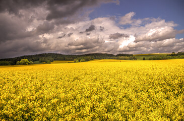Obraz premium Leuchtend gelbes Rapsfeld in voller Blüte bei Dresden, Sachsen, Deutschland. Am Horizont stehen Bäume, darüber ziehen dunkle, dramatische Wolken.