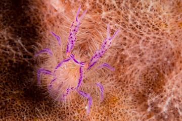 Colorful Marine Invertebrate in Underwater Environment