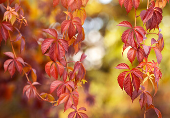 Jesienne liście, dzikie wino, złota polska jesień, tapeta, dekoracja. © mycatherina