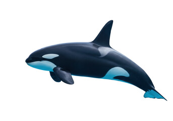Isolated Orca, mammal marine, killer whale animal swimming, ocean predator in water, marine life