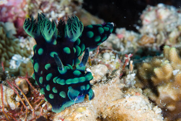 Colorful Nudibranch on Coral Reef
