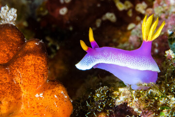 Colorful Nudibranch on Coral Reef