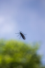 El insecto está caminando sobre un vidrio