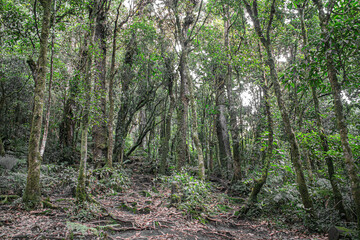 La selva es un lugar de mucha tranquilidad