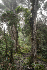 El bosque es un lugar hermoso