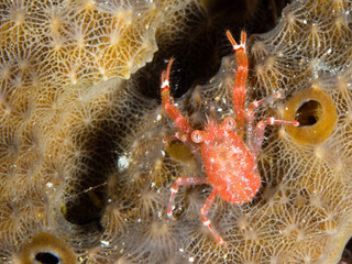 Red Shrimp on Coral Surface