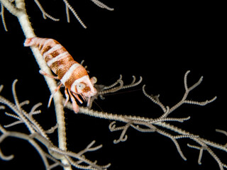Colorful Marine Shrimp on Coral