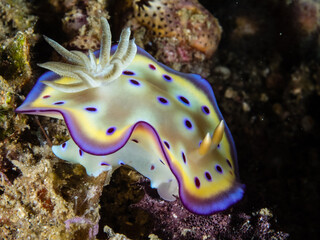 Colorful Nudibranch Sea Slug in the Ocean