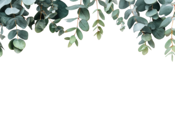 Eucalyptus sprigs cascading, dark background