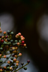 Unripe Terebinth Berries on Branch (Pistacia terebinthus), Close-Up of Green and Red Terebinth Fruit Cluster, Wild Pistacia Terebinthus Berries in Natural Habitat