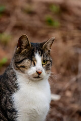 One-Eyed Stray Cat Portrait Outdoors. Injured Street Cat with One Eye Looking at Camera. Resilient One-Eyed Feral Cat Close-Up in Nature