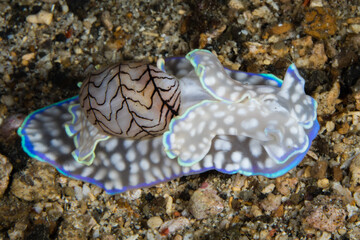 Colorful Nudibranch on the Ocean Floor