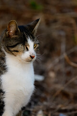 One-Eyed Stray Cat Portrait Outdoors. Injured Street Cat with One Eye Looking at Camera. Resilient One-Eyed Feral Cat Close-Up in Nature
