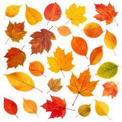 Fototapeta premium Assortment of vibrant autumn foliage, with varying shapes and sizes, against a black backdrop