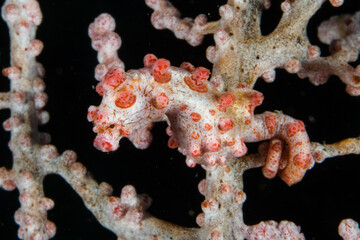 Camouflaged Pygmy Seahorse among Coral