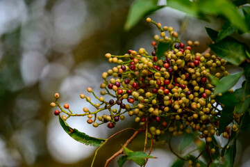Unripe Terebinth Berries on Branch (Pistacia terebinthus), Close-Up of Green and Red Terebinth Fruit Cluster, Wild Pistacia Terebinthus Berries in Natural Habitat