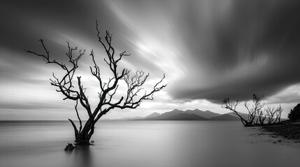 Dramatic black and white landscape of a bare tree in serene water