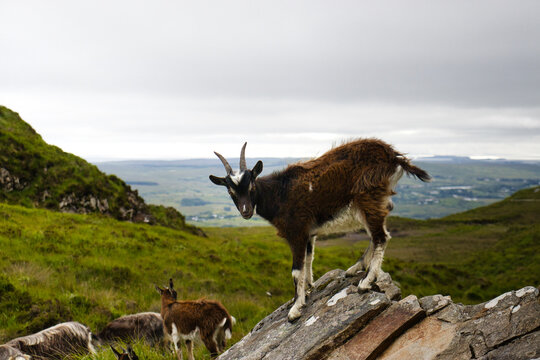 A herd of majestic mountain goats grazing on a lush, verdant hillside with a stunning alpine landscape in the background.