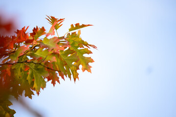 Red and Orange Autumn Leaves Against Clear Sky, Colorful Fall Foliage on Tree Branches, Vibrant Maple-Like Leaves in Autumn Season