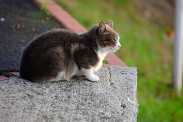 Grey and White Stray Cat Sitting on Concrete Edge